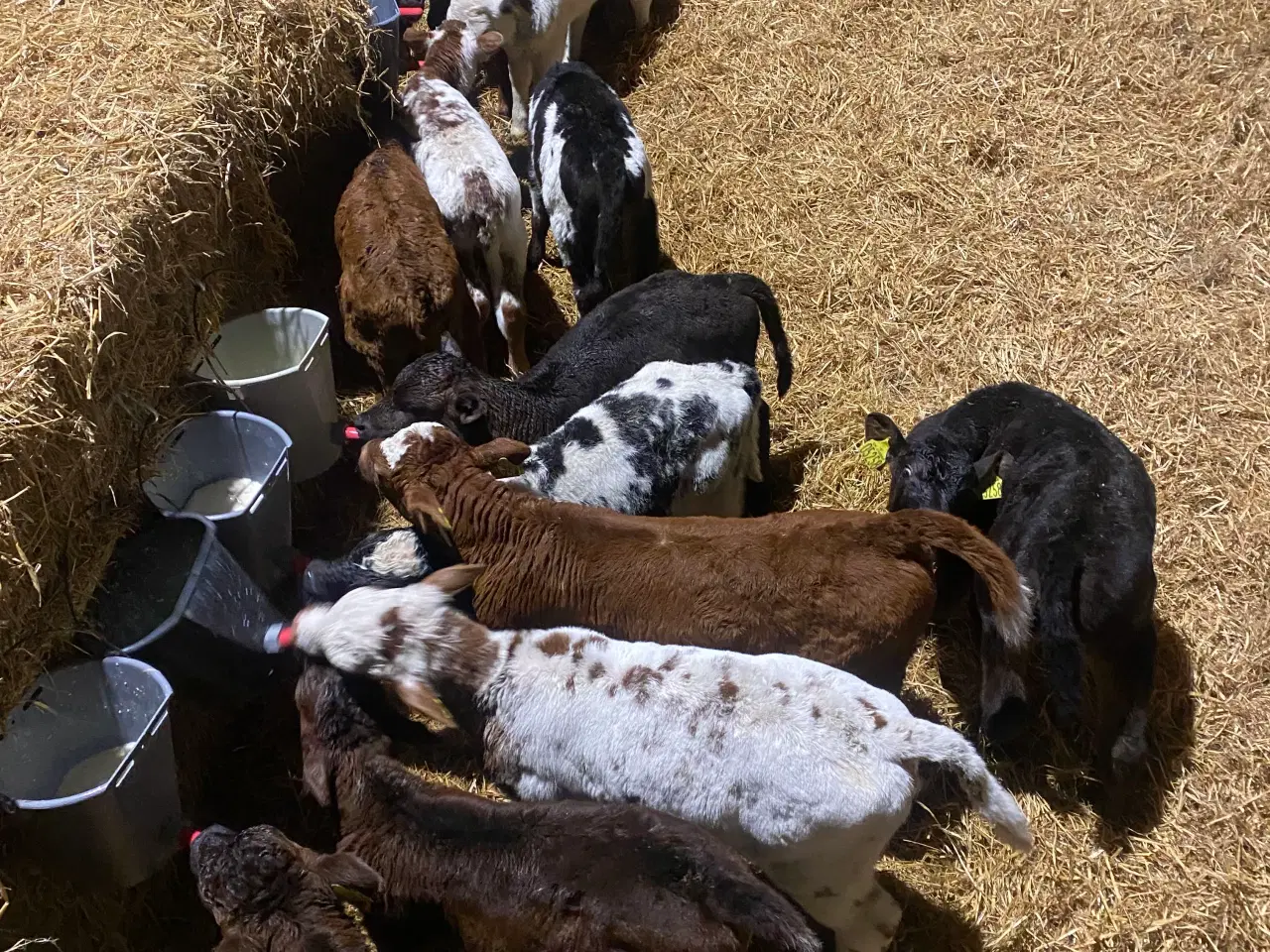 Billede 1 - Simmental kryds