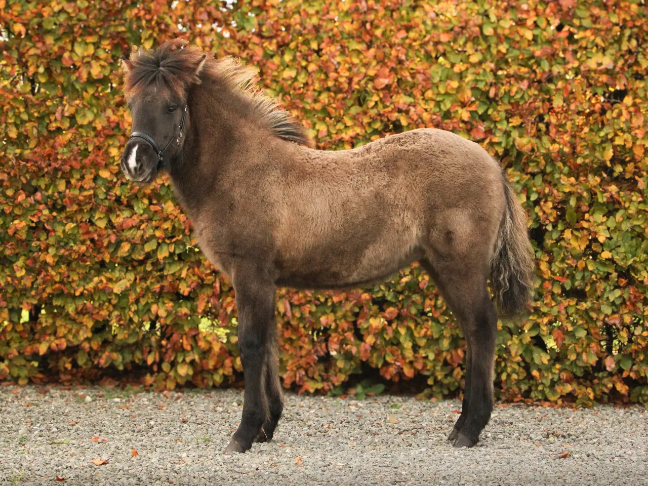 Billede 3 - Skønneste islænder hoppeføl!