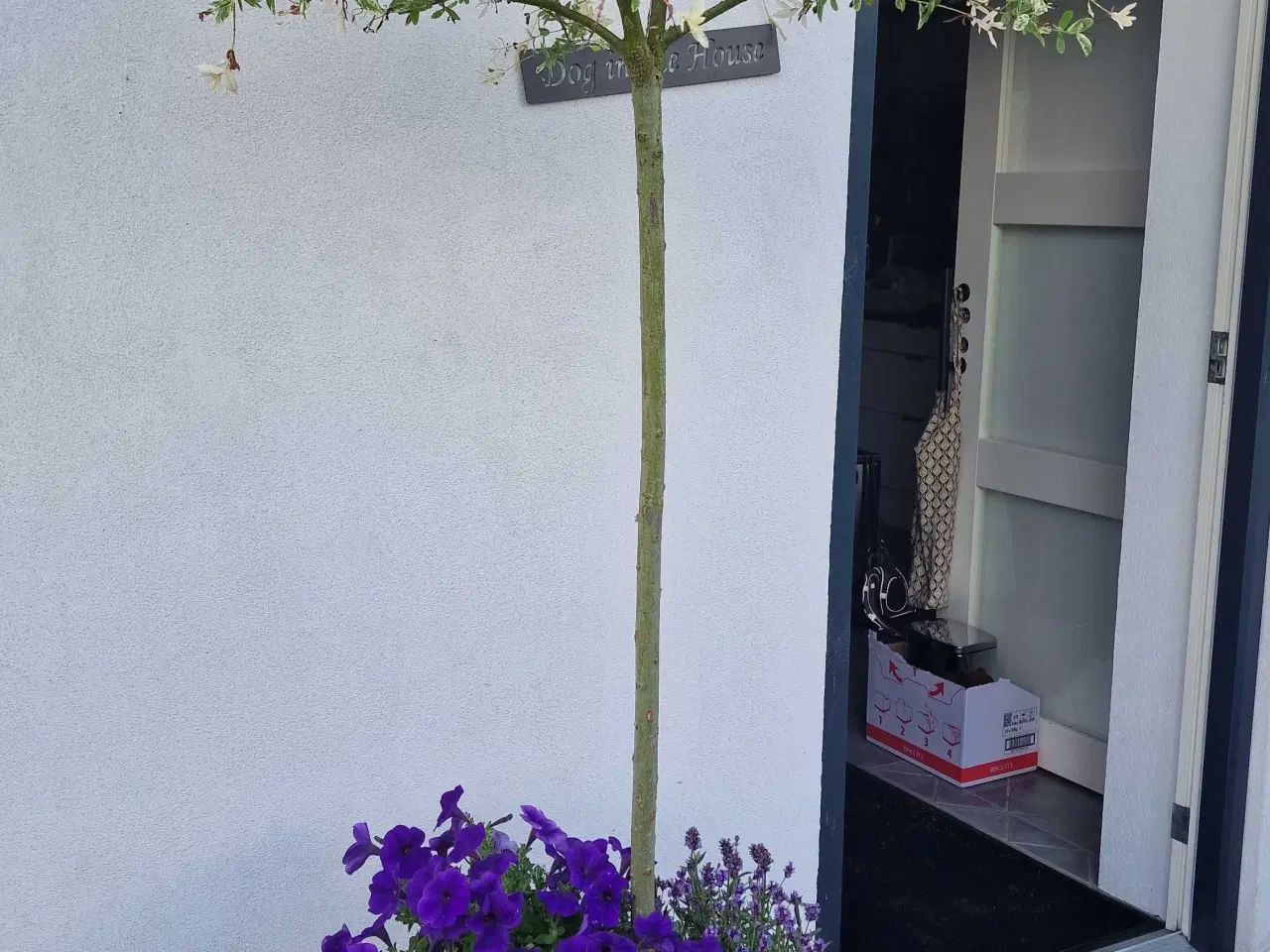 Billede 1 - Flotte store potter med planter
