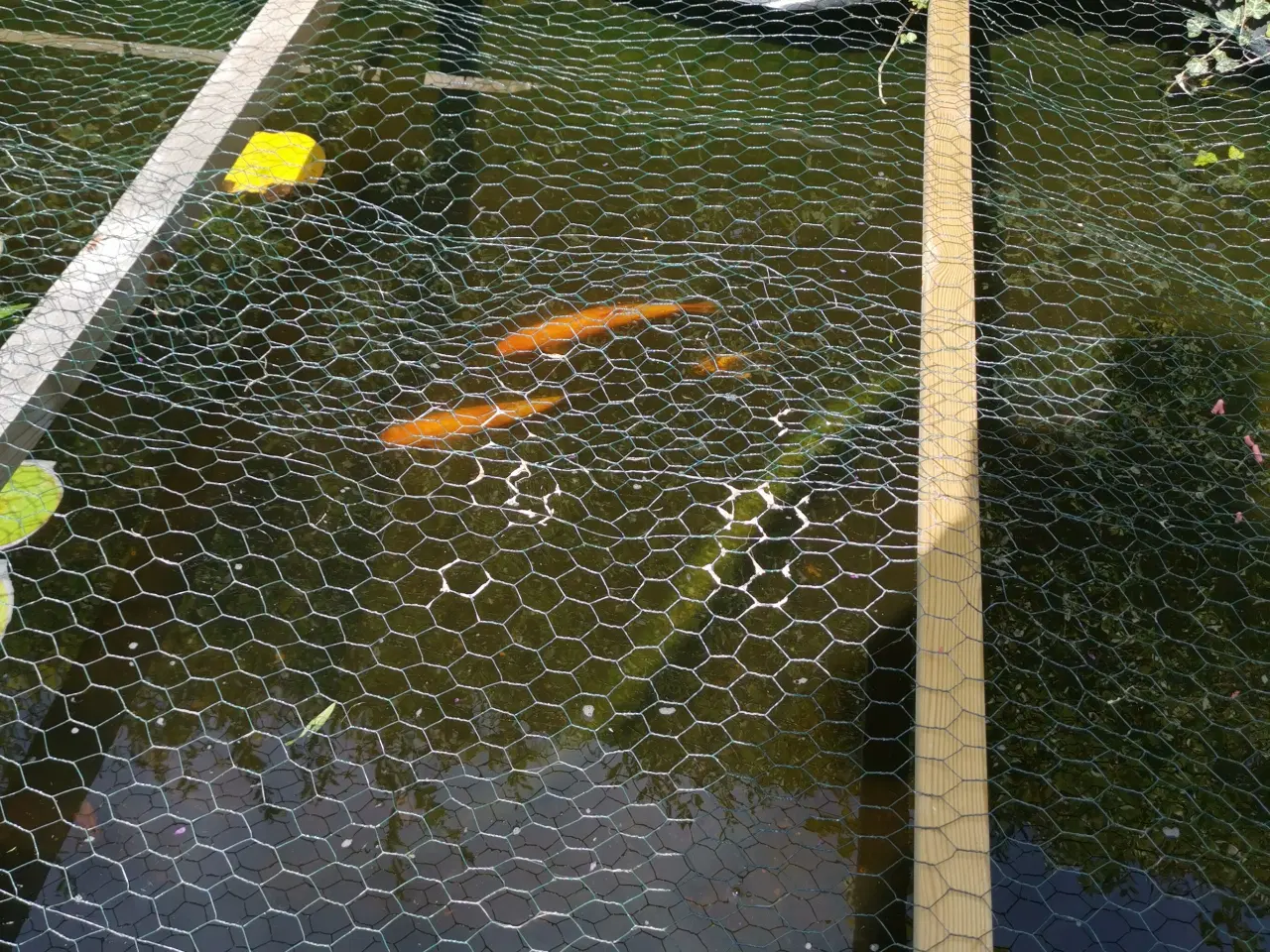 Billede 1 - Havedam fisk gulemder 3 orange og 1 hvid