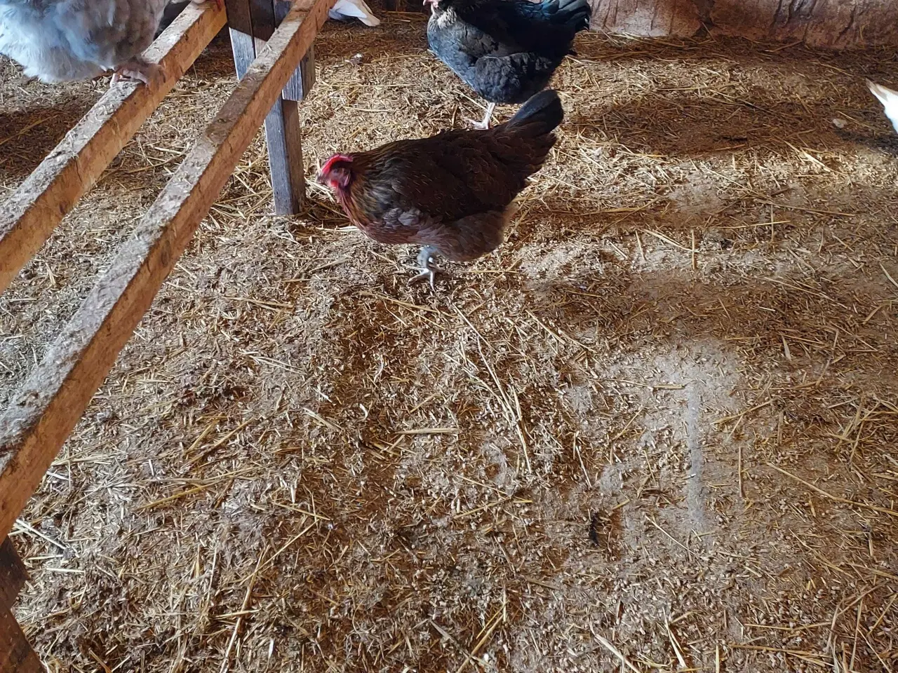 Billede 2 - Blandet racer