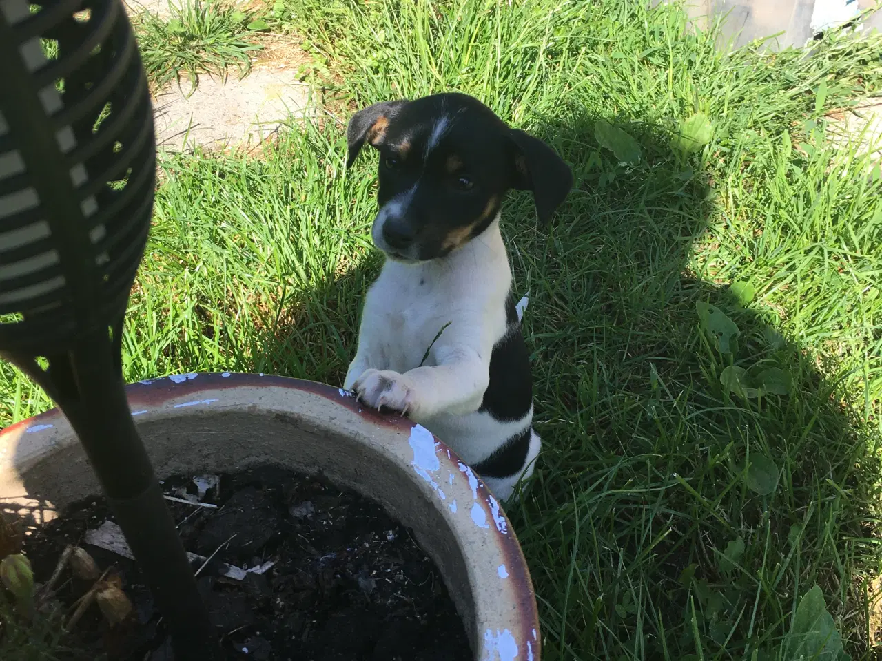 Billede 12 - Dansk svensk gårdhund hvalpe