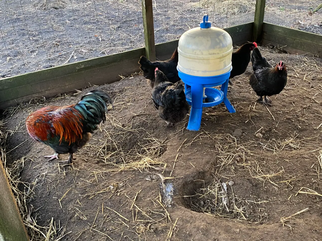 Billede 6 - Sort kobber maran