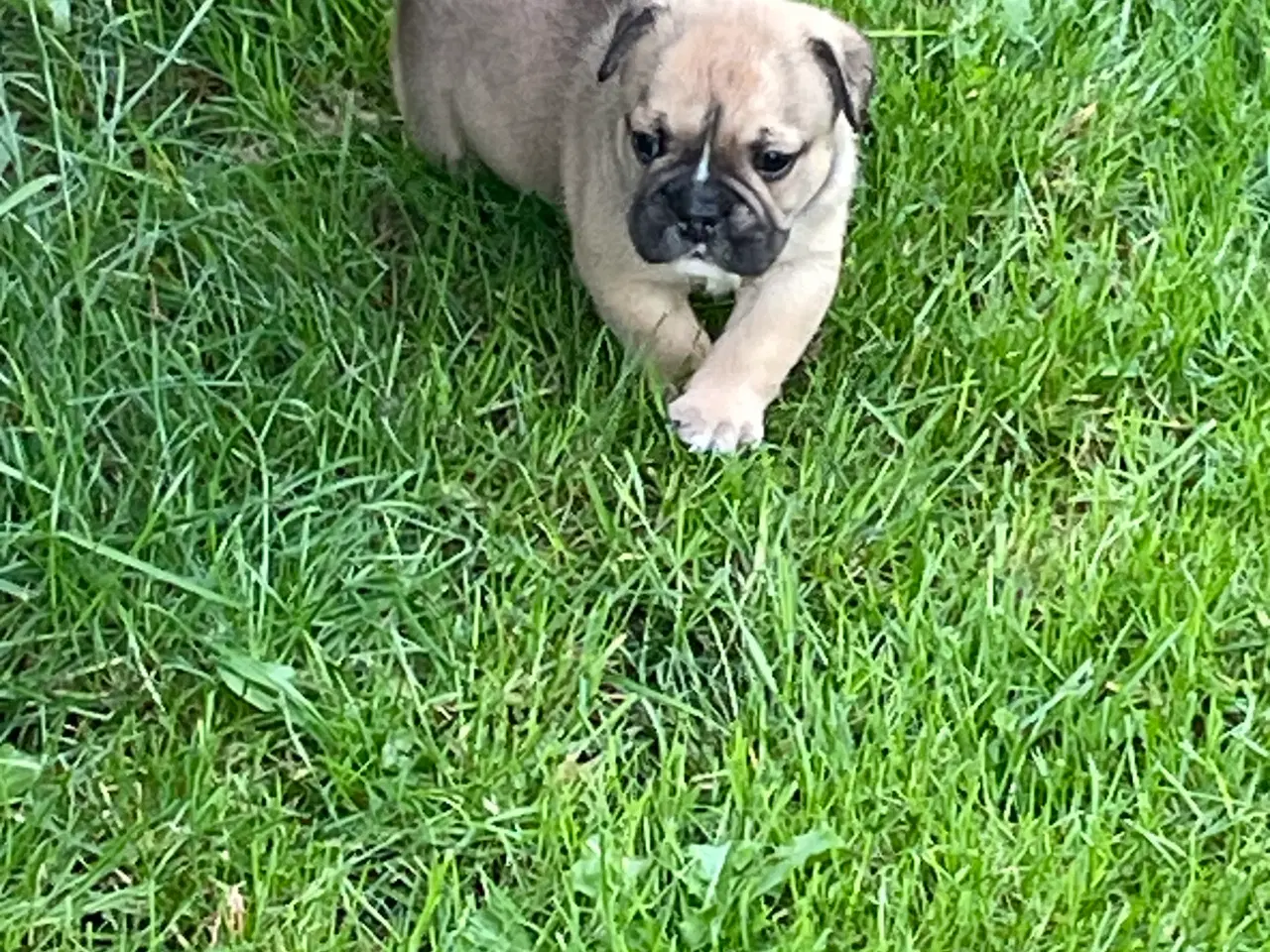 Billede 9 - New english bulldog