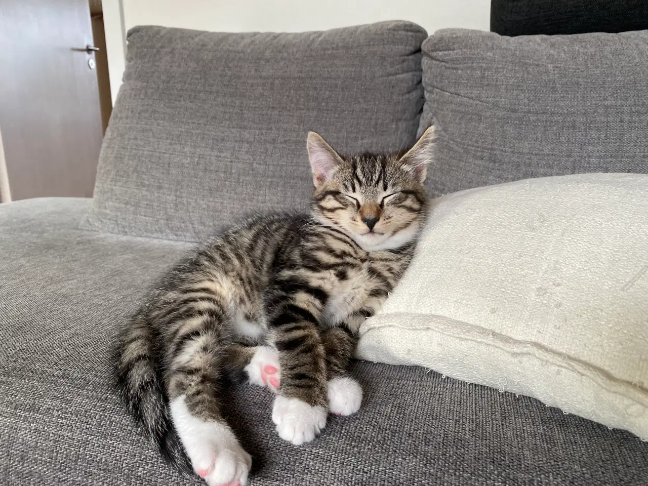 Billede 7 - Skønne killinger 1/2 norsk skovkat