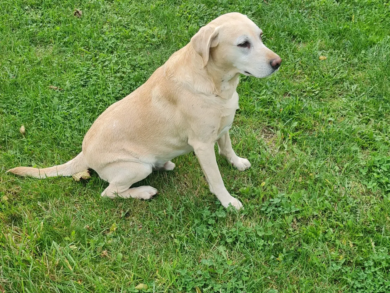 Billede 12 - Gule labrador hvalpe.