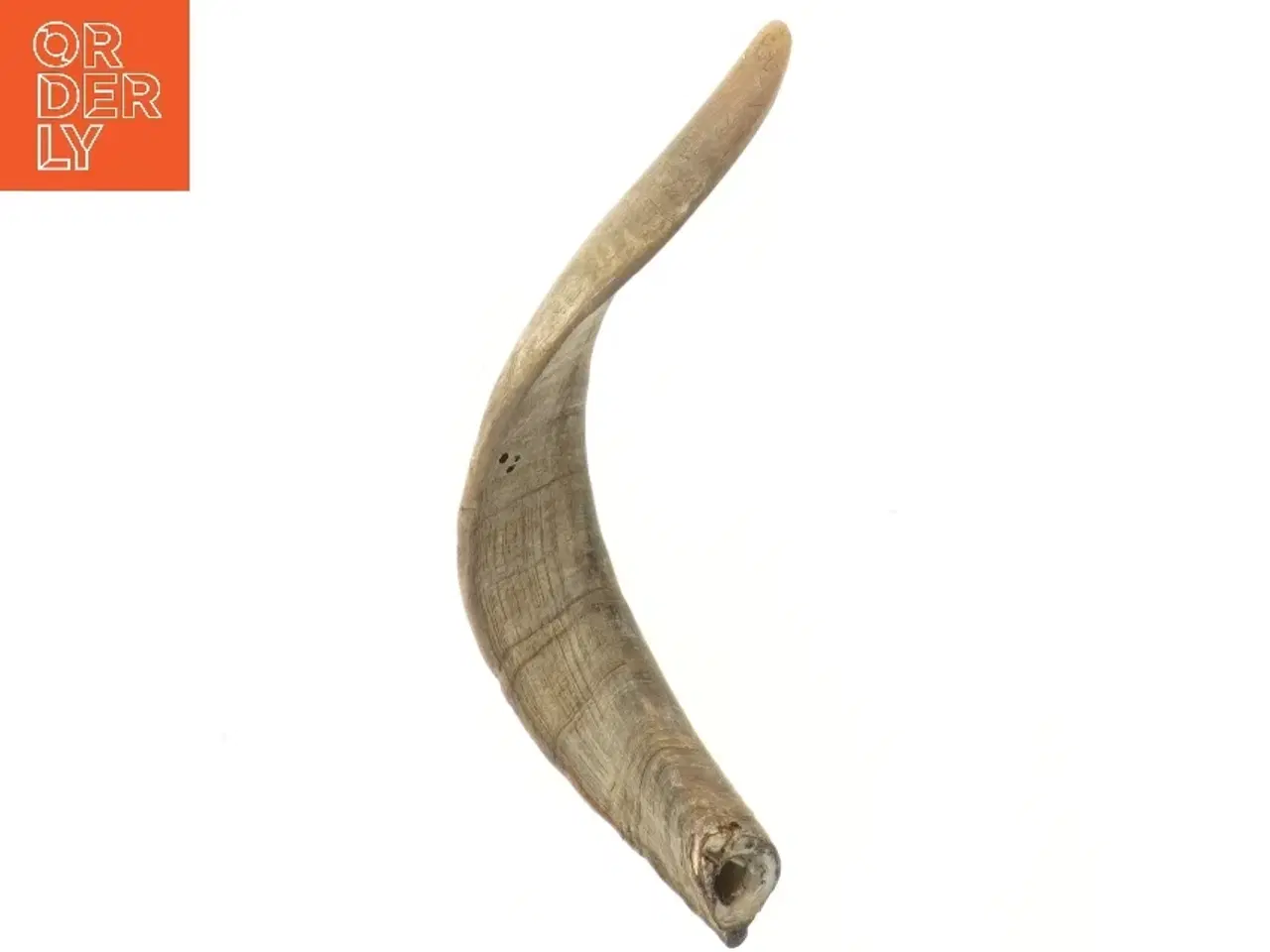 Billede 2 - Naturlig horn dekoration (str. 30 cm)