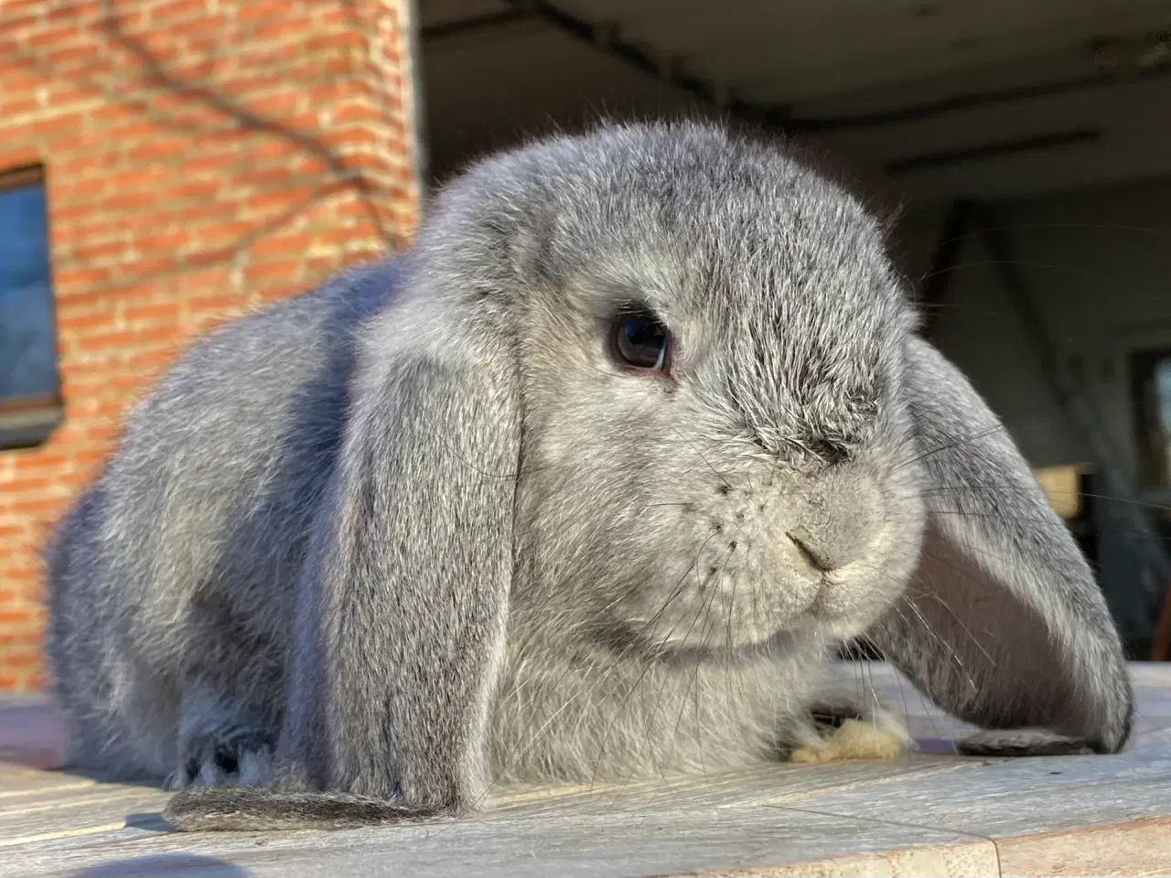 Billede 1 - FRANSK VÆDDER HAN CHINCHILLA