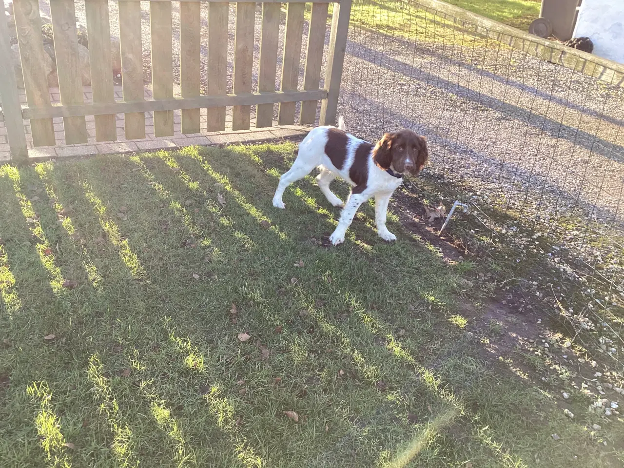 Billede 3 - FT Springer / Engelsk Springer Spaniel