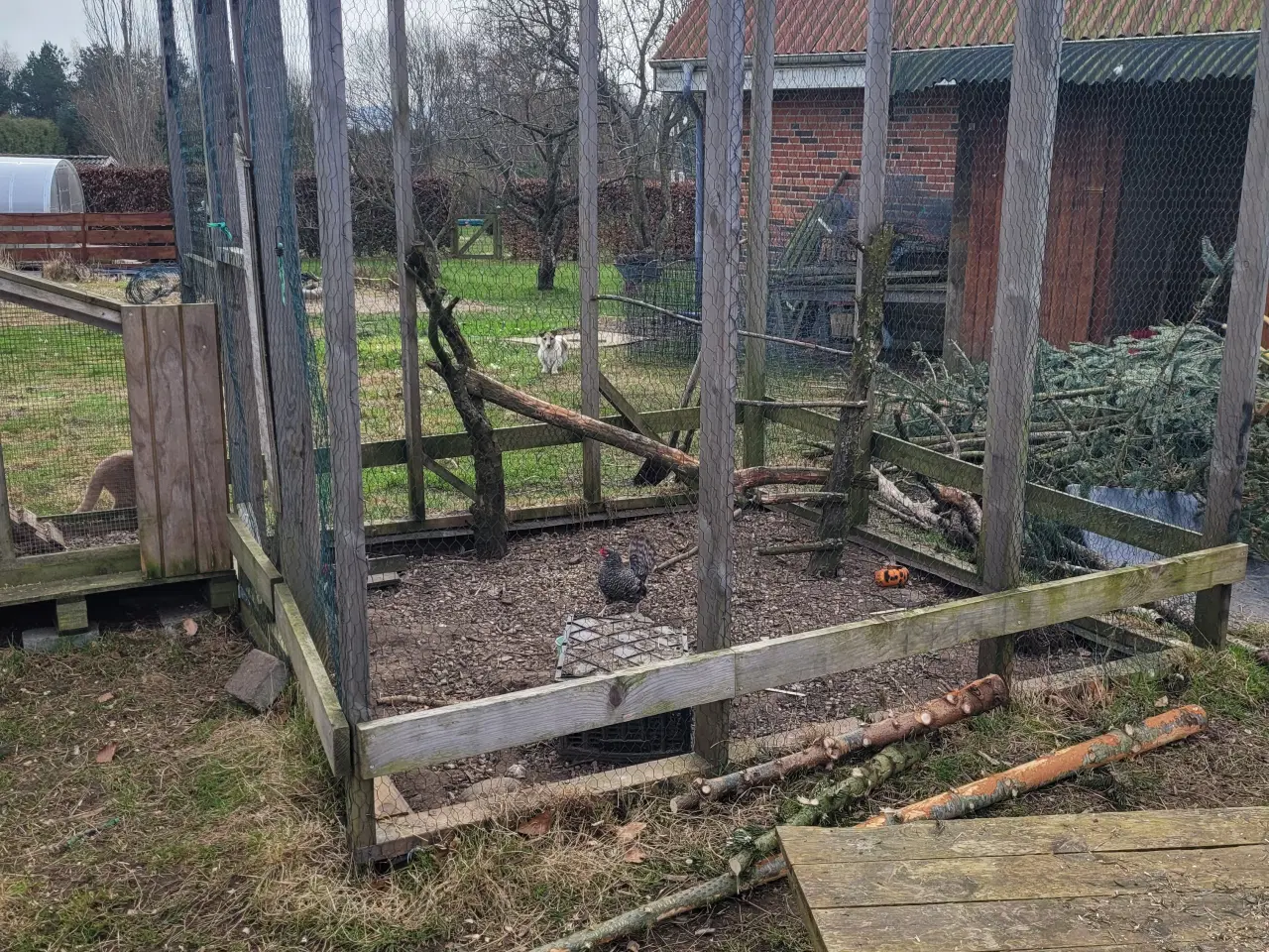 Billede 4 - 4 Dværg høns. Tværstribet hollandske dværge