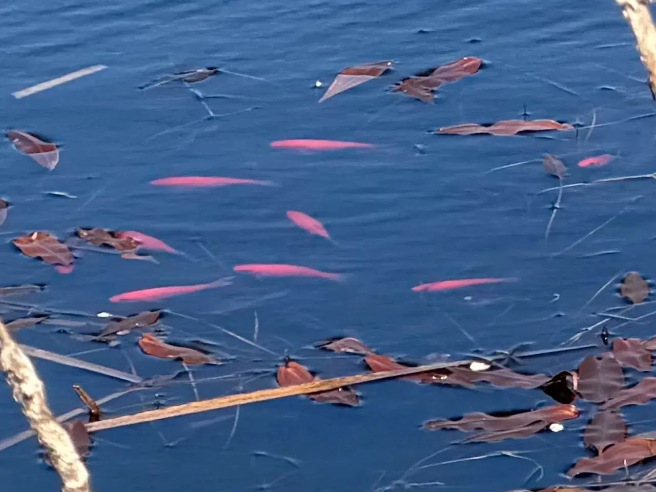 Billede 1 - Guldfisk 6-10 cm