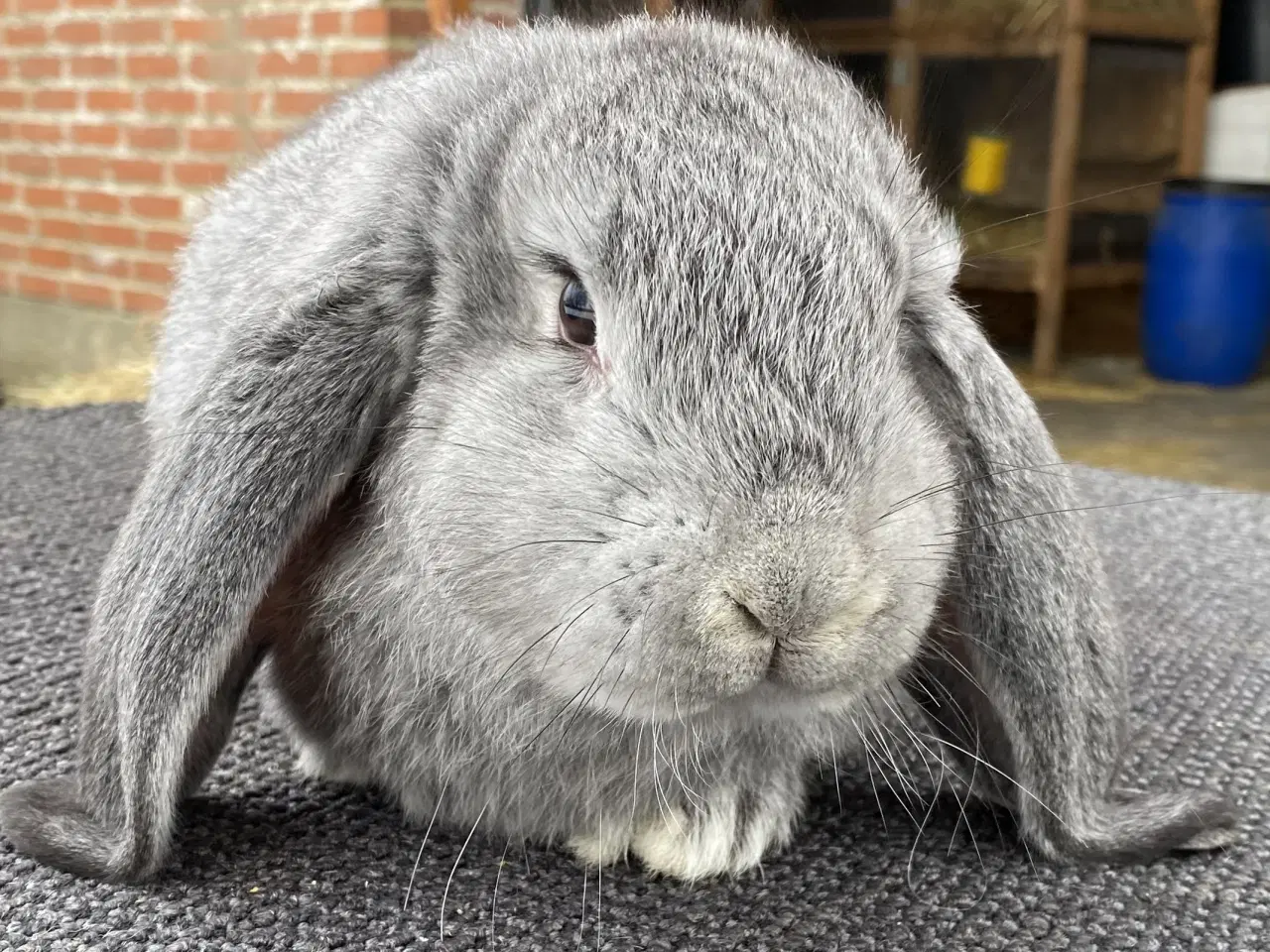 Billede 7 - FRANSK VÆDDER HAN CHINCHILLA