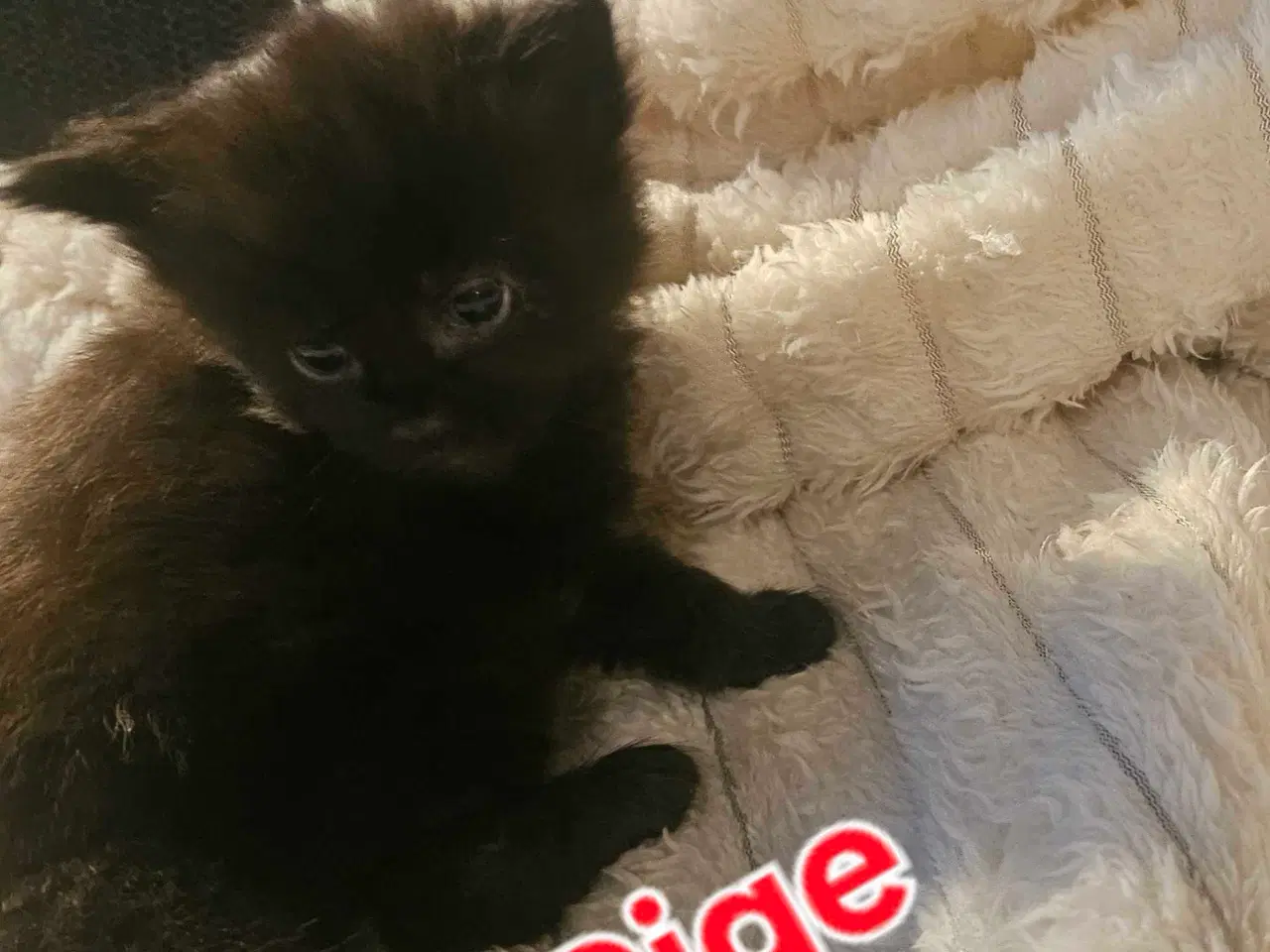 Billede 7 - Maine coon killinger 