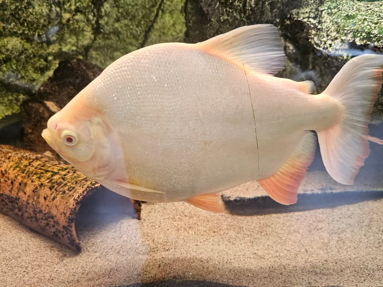 Billede 8 - Albino pacu 25-30 cm