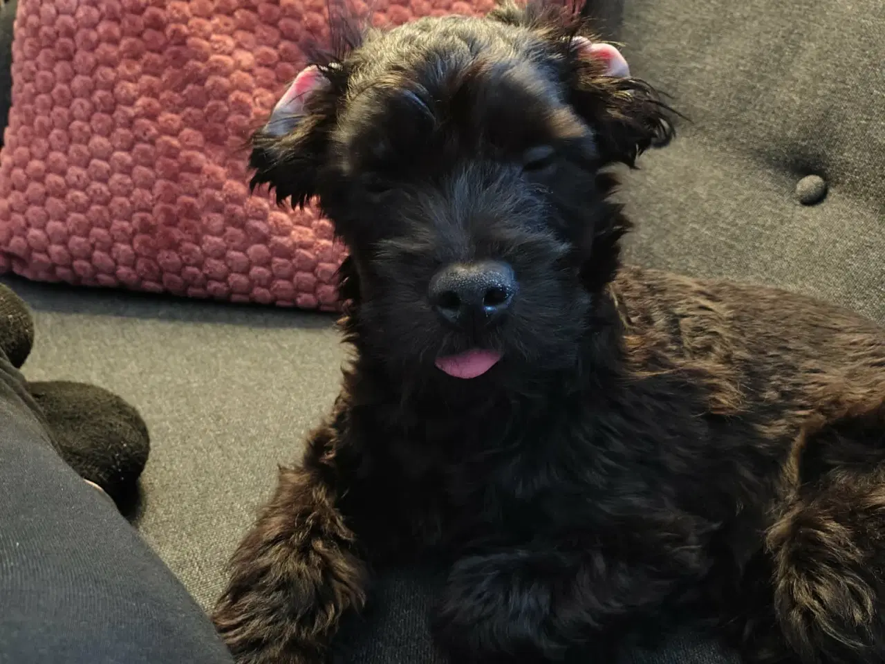 Billede 5 - Skønne Molly søger blivende hjem