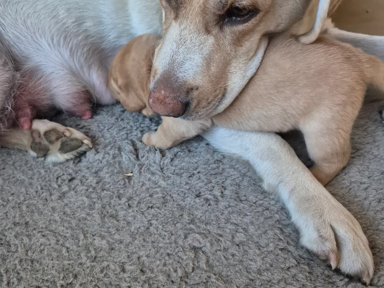Billede 4 - Labrador tæve hvalpe 