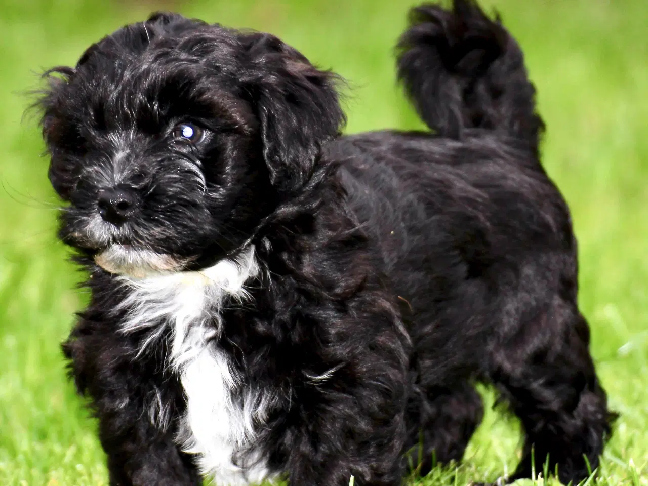 Billede 10 - Bichon Havanais DKK 