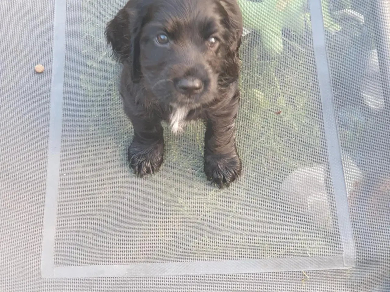 Billede 2 - engelsk cocker spaniel