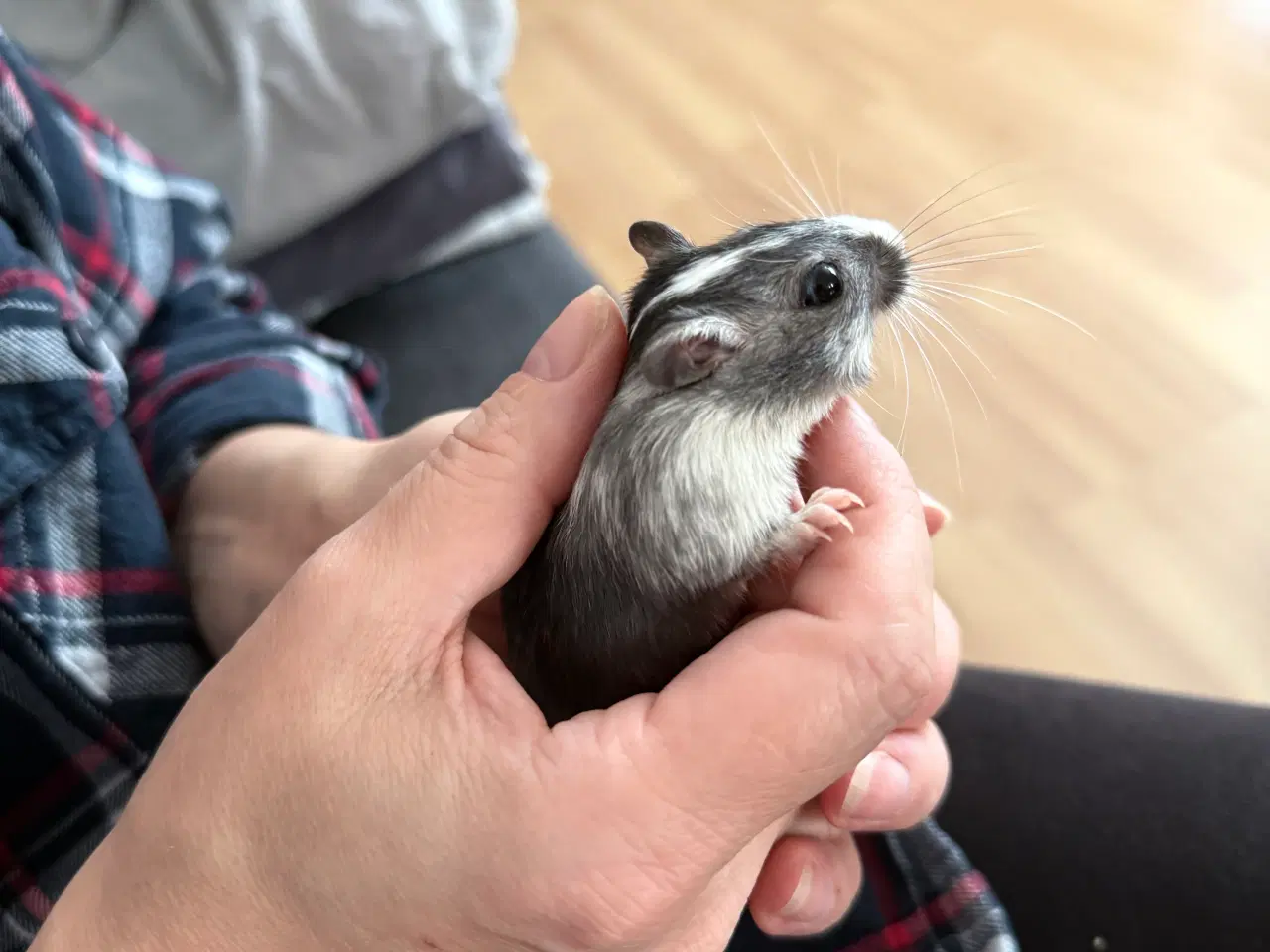 Billede 16 - 2 søde ørkenrotte-hanner søger nyt hjem 🐭✨