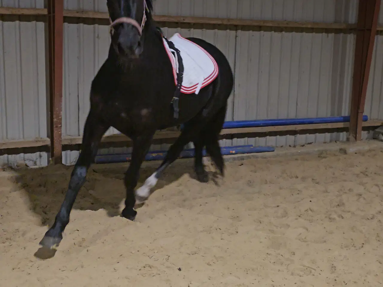 Billede 2 - Hoppe efter Elmer Hornbæk 