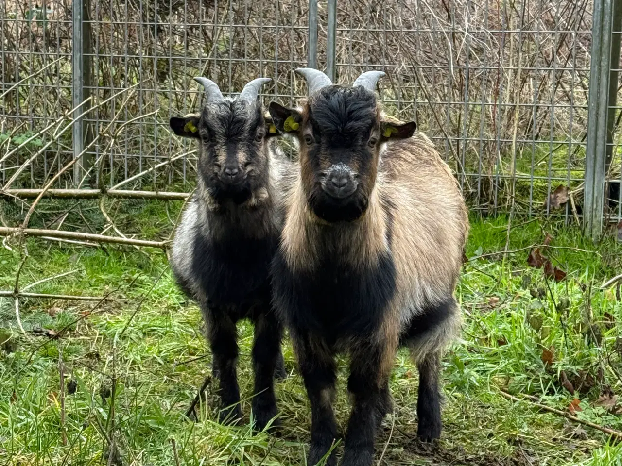 Billede 3 - Små søde dværggeder