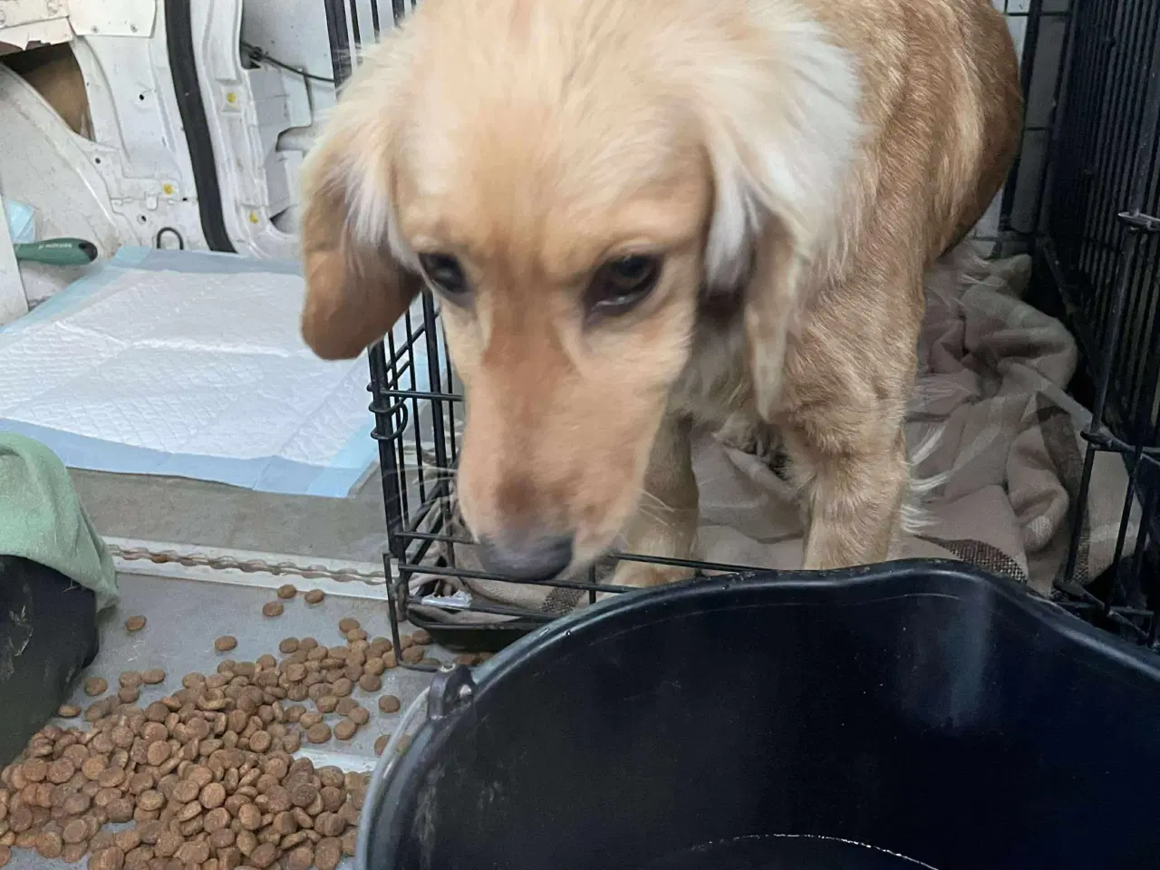 Billede 3 - Muffin søger familie. 