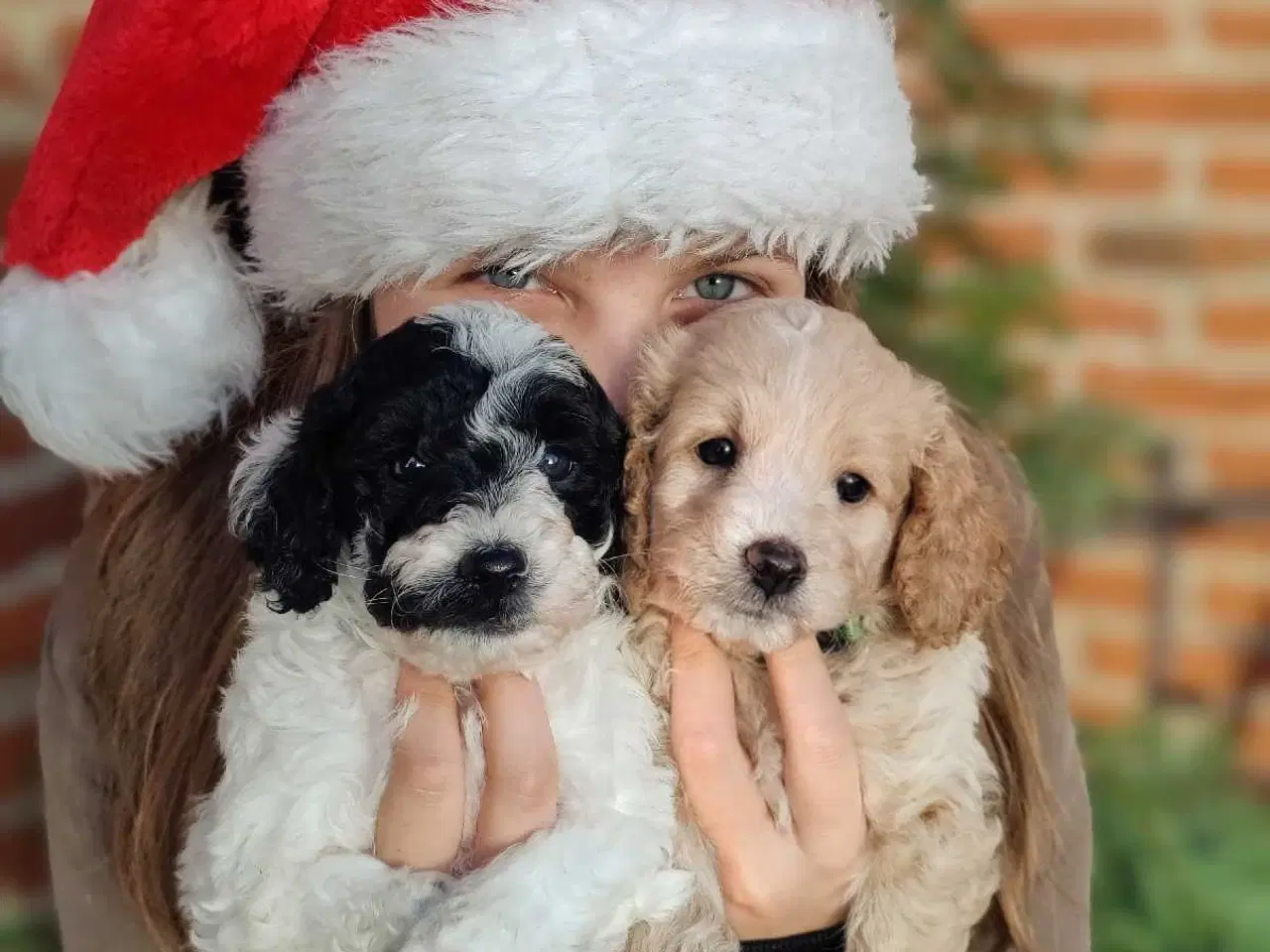 Billede 1 - Skønne cavapoo 1b julehvalpe