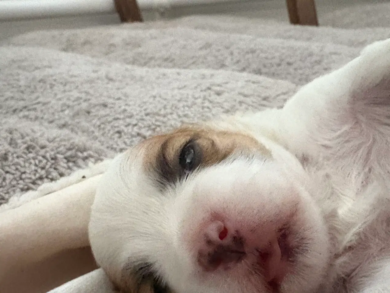 Billede 10 - Bichon Havanais med et strejf af malterser