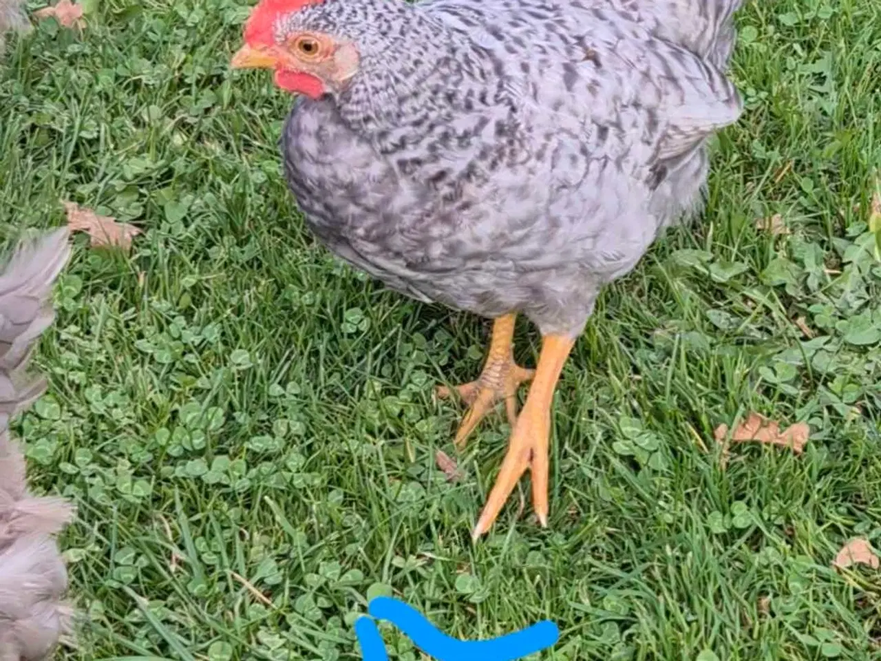 Billede 1 - Creme legbar haner 