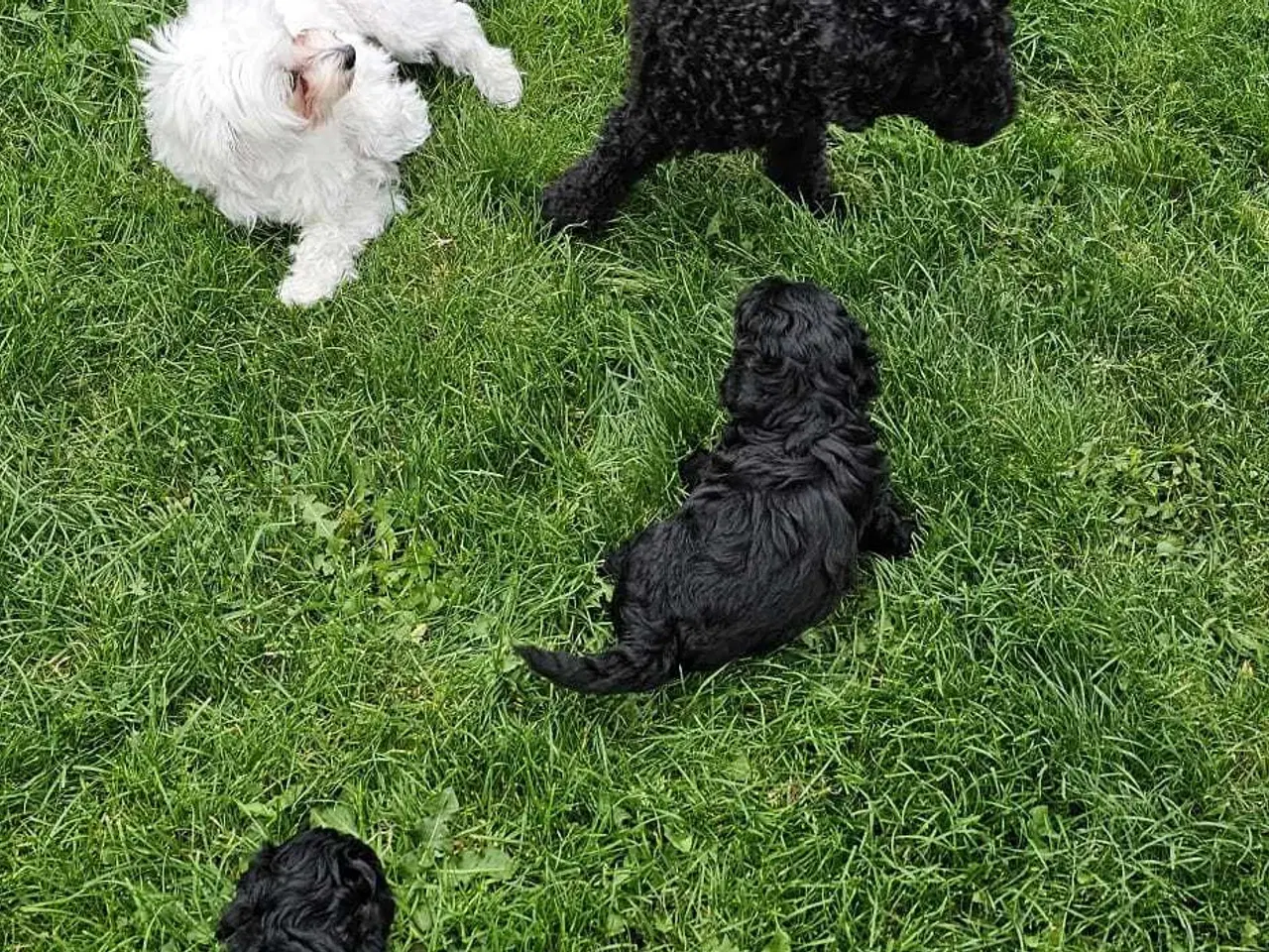 Billede 8 - Cavapoo f1b 