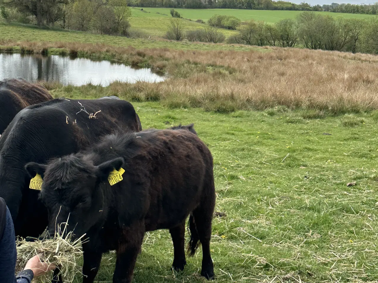 Billede 2 - Dexter stud og kvie fra april 2025