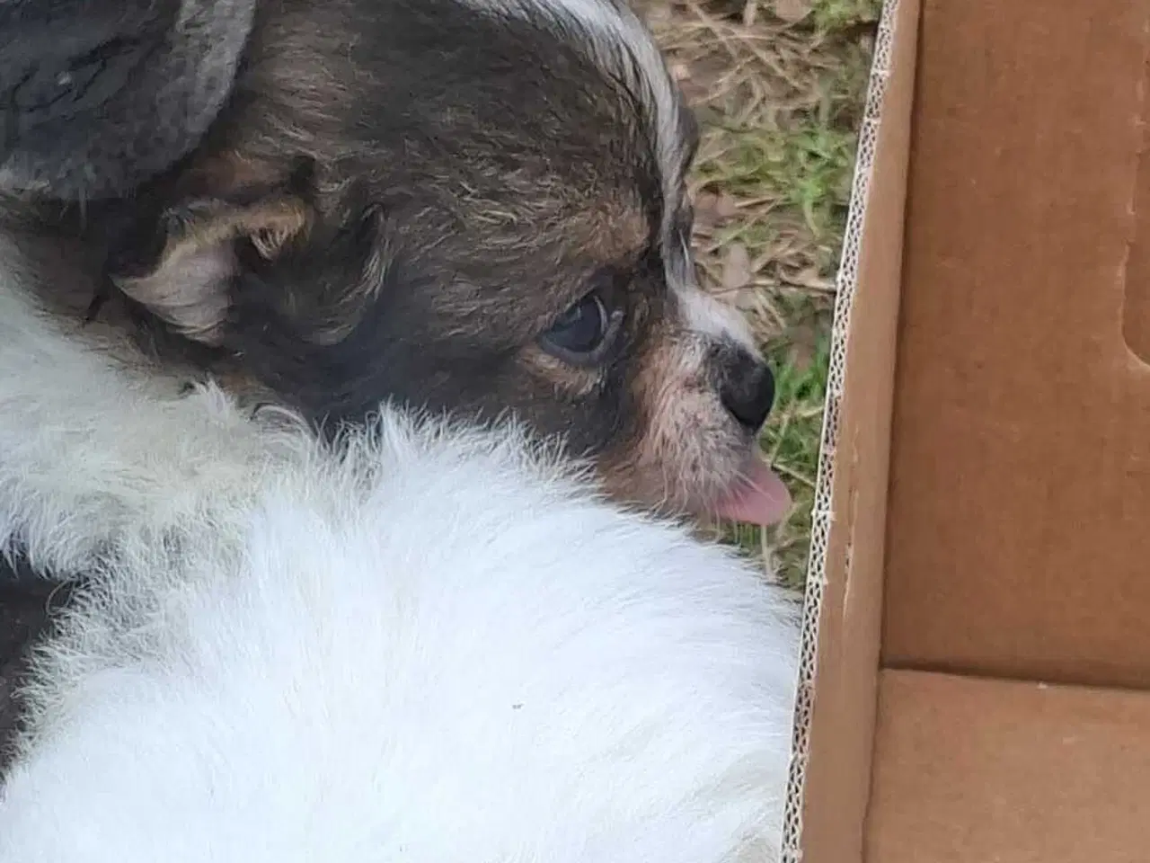 Billede 9 - Pomchi hvalpe