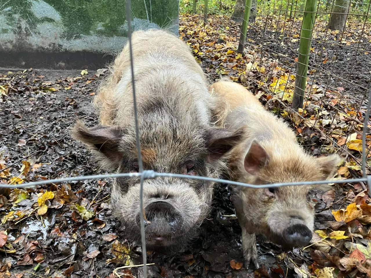 Billede 2 - KuneKune gris orne 