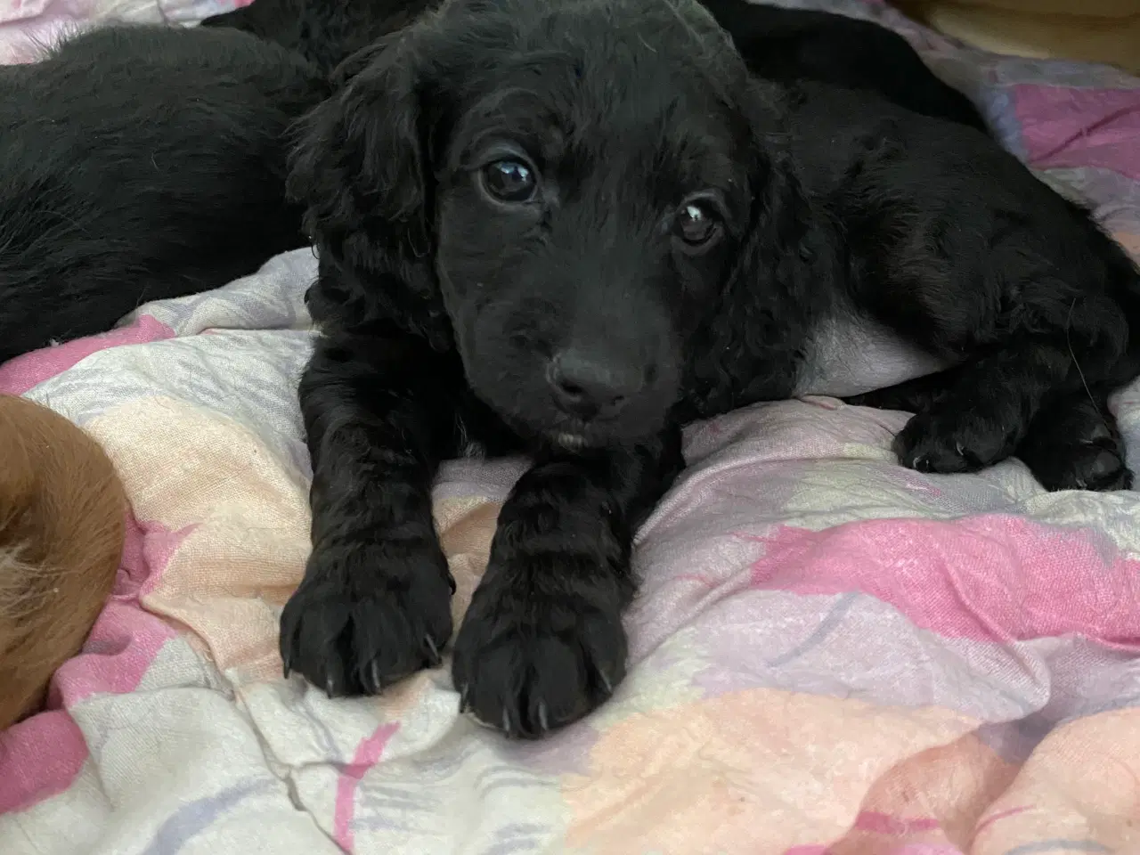 Billede 11 - Cockerpoo, cockerdoodle, cockapoo, doodle