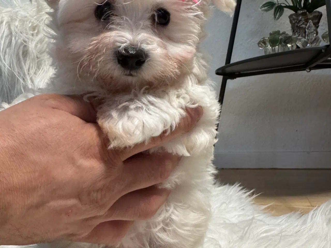 Billede 3 - Maltesisk Maltesisk Bichon