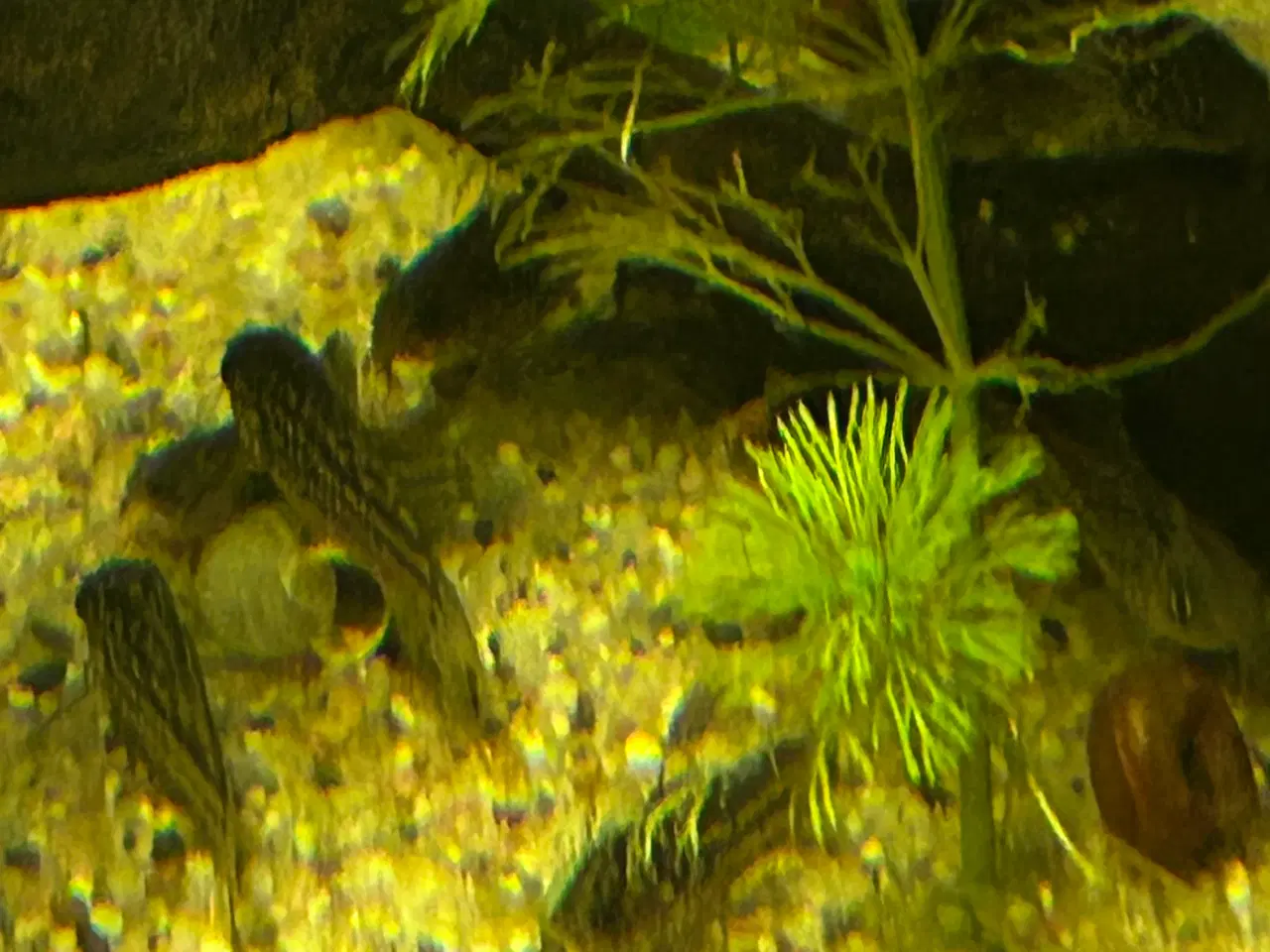 Billede 3 - 🐠✨ Nannus pansermaller – Fredelige bundfisk 