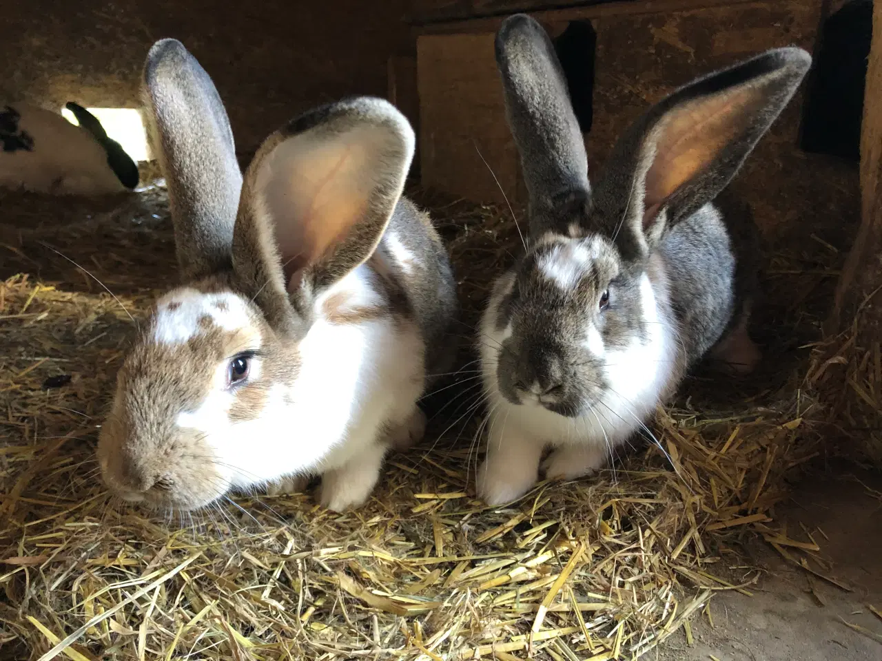 Billede 4 - Hun kanin. 1/2 belgisk kæmpe, 1/4 fransk vædder