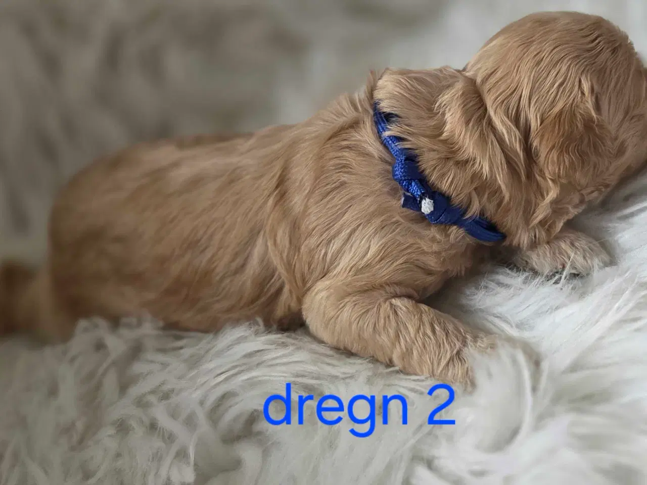 Billede 13 - F1b Cockapoo 