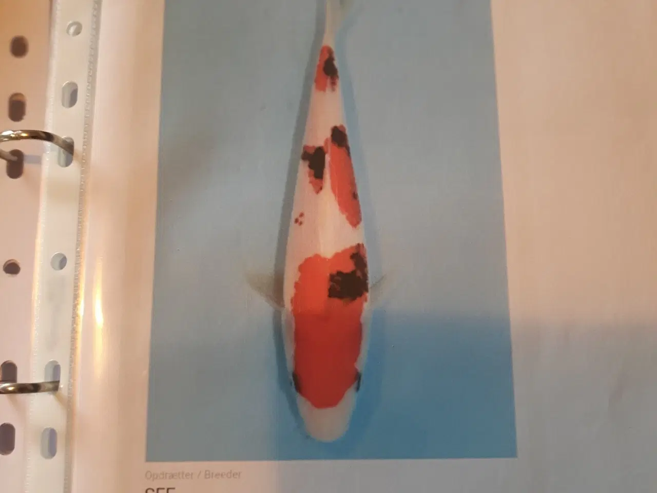 Billede 6 - Certifikat koi sanke,hi utsuri +1 sibirisk stør