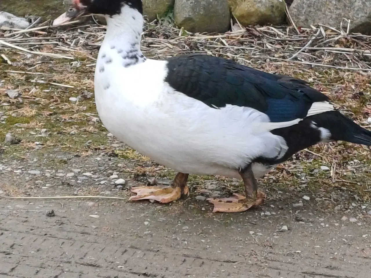 Billede 6 - Moskusænder han og hun