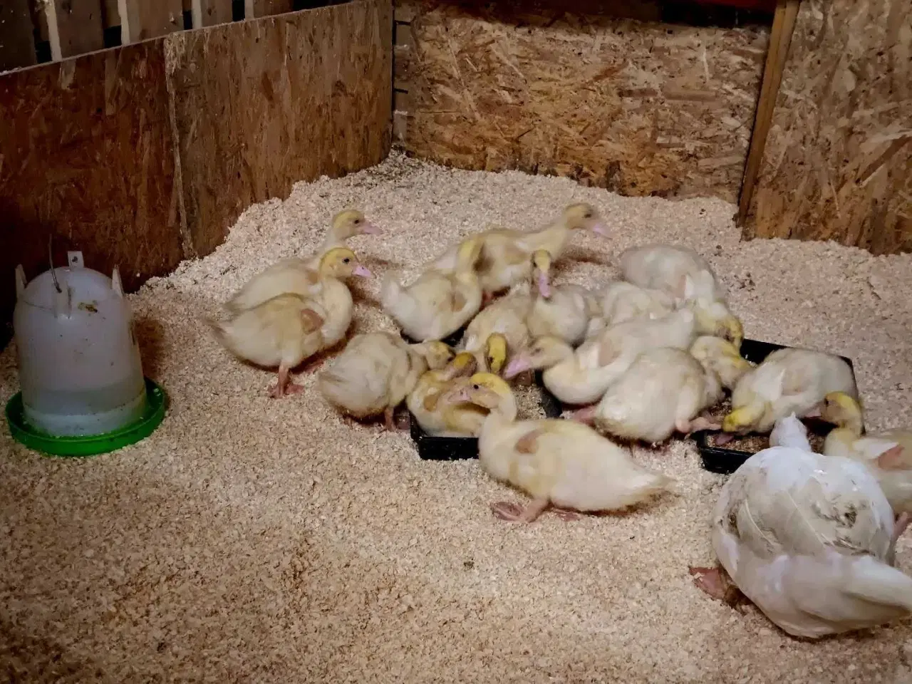 Billede 4 - Moskus Ællinger