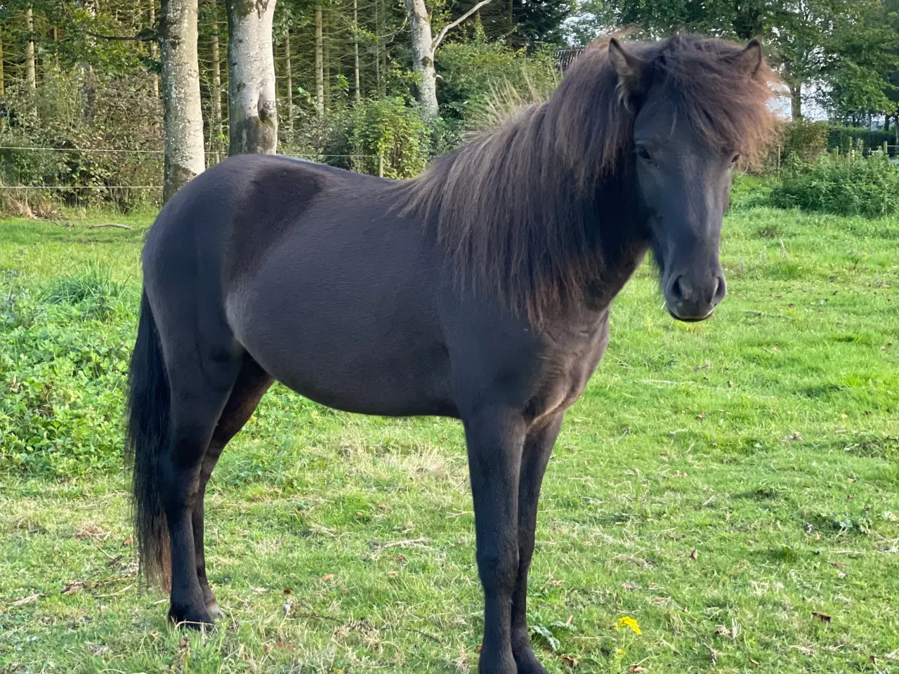 Billede 1 - 2 års hingst