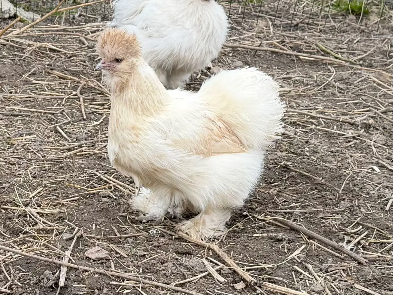 Billede 2 - Silke høner