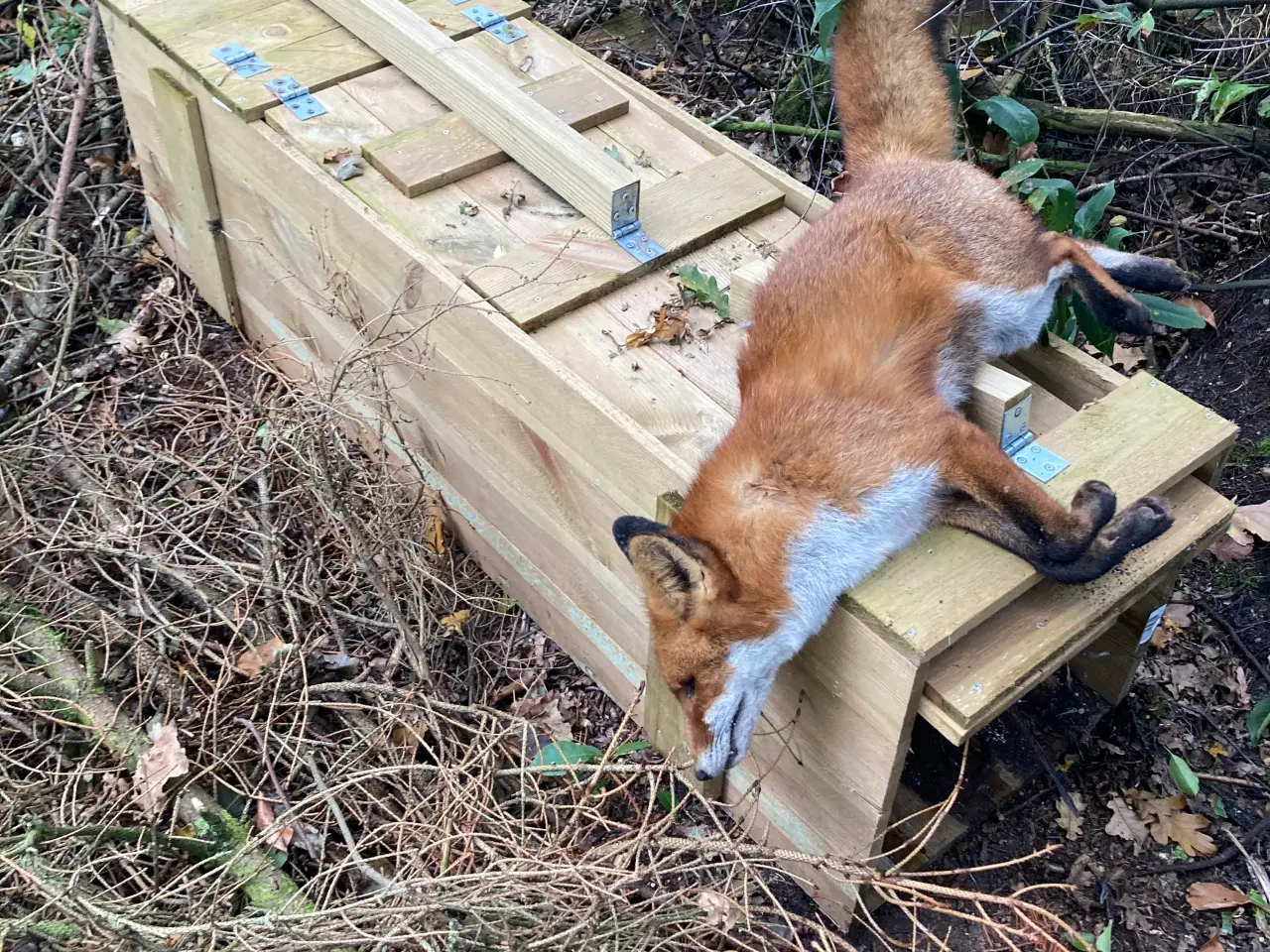 Billede 1 - Ræve/mår hund fælder