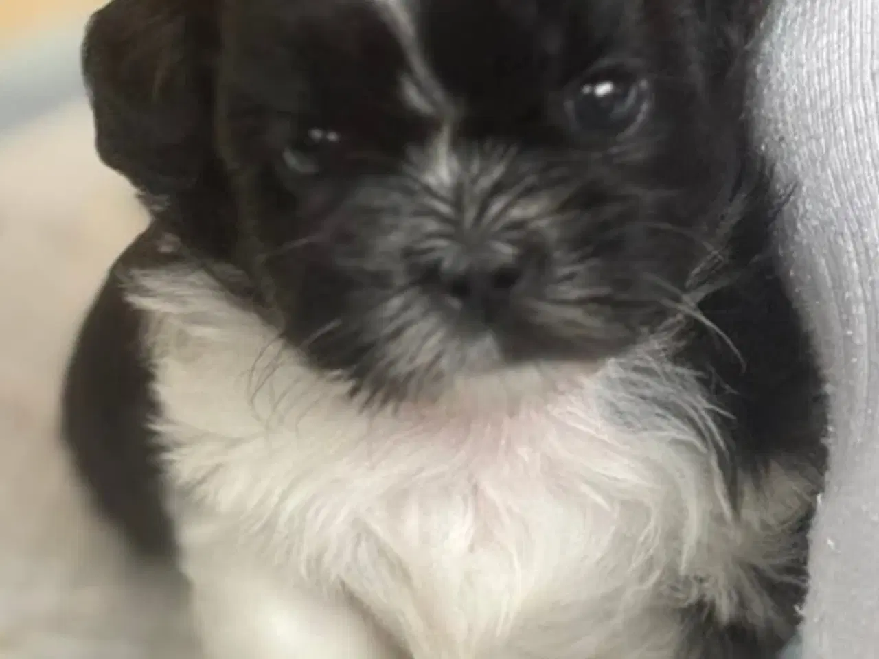 Billede 2 - Shih Tzu hvalpe