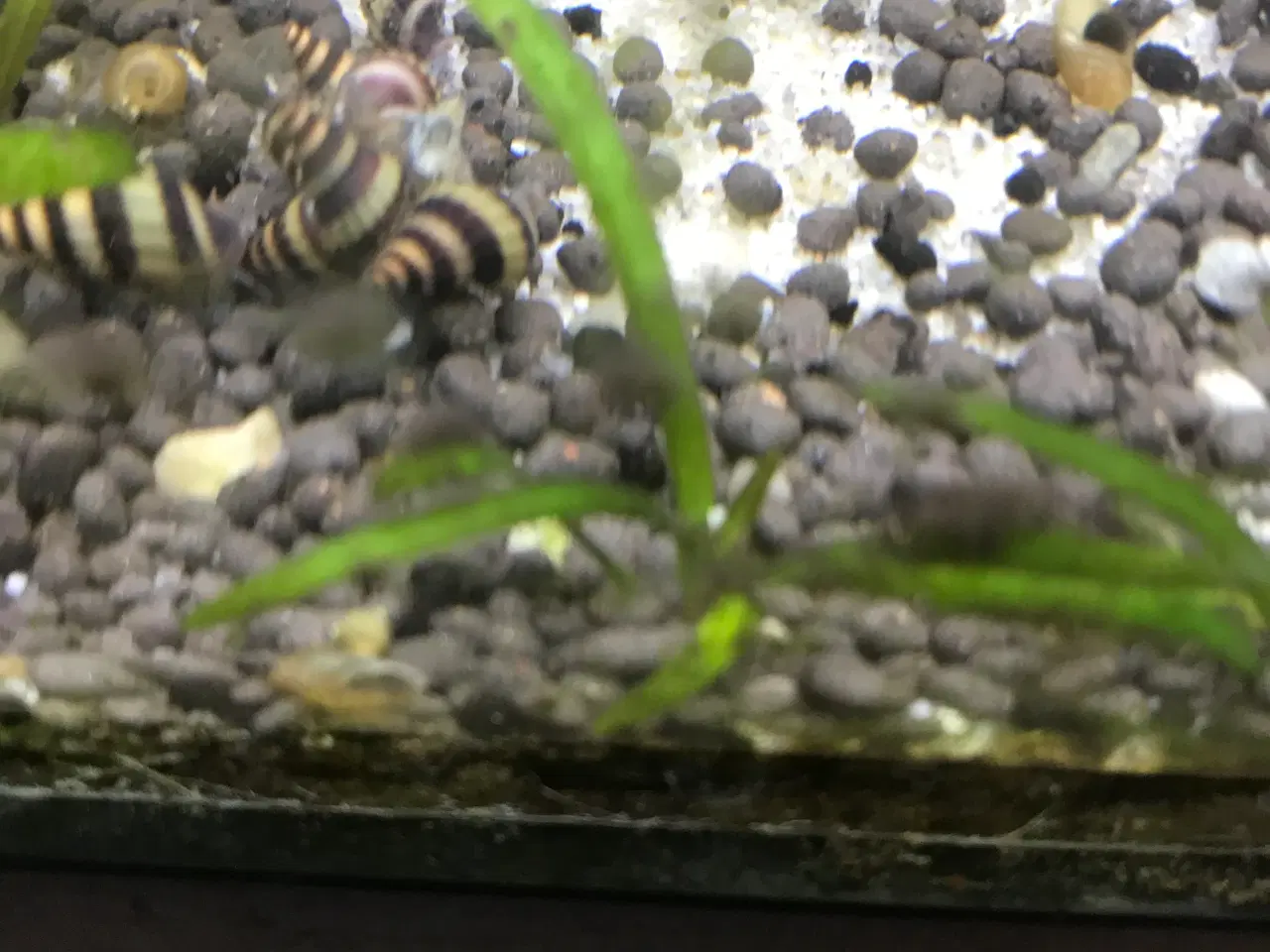 Billede 3 - 🐚 Helena-snegle Premium – 10 stk. | Sendes GLS