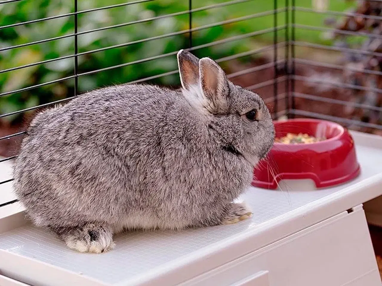 Billede 7 - Kaninbur FERPLAST Krolik 140 Plus – sammenklappeligt bur med hus