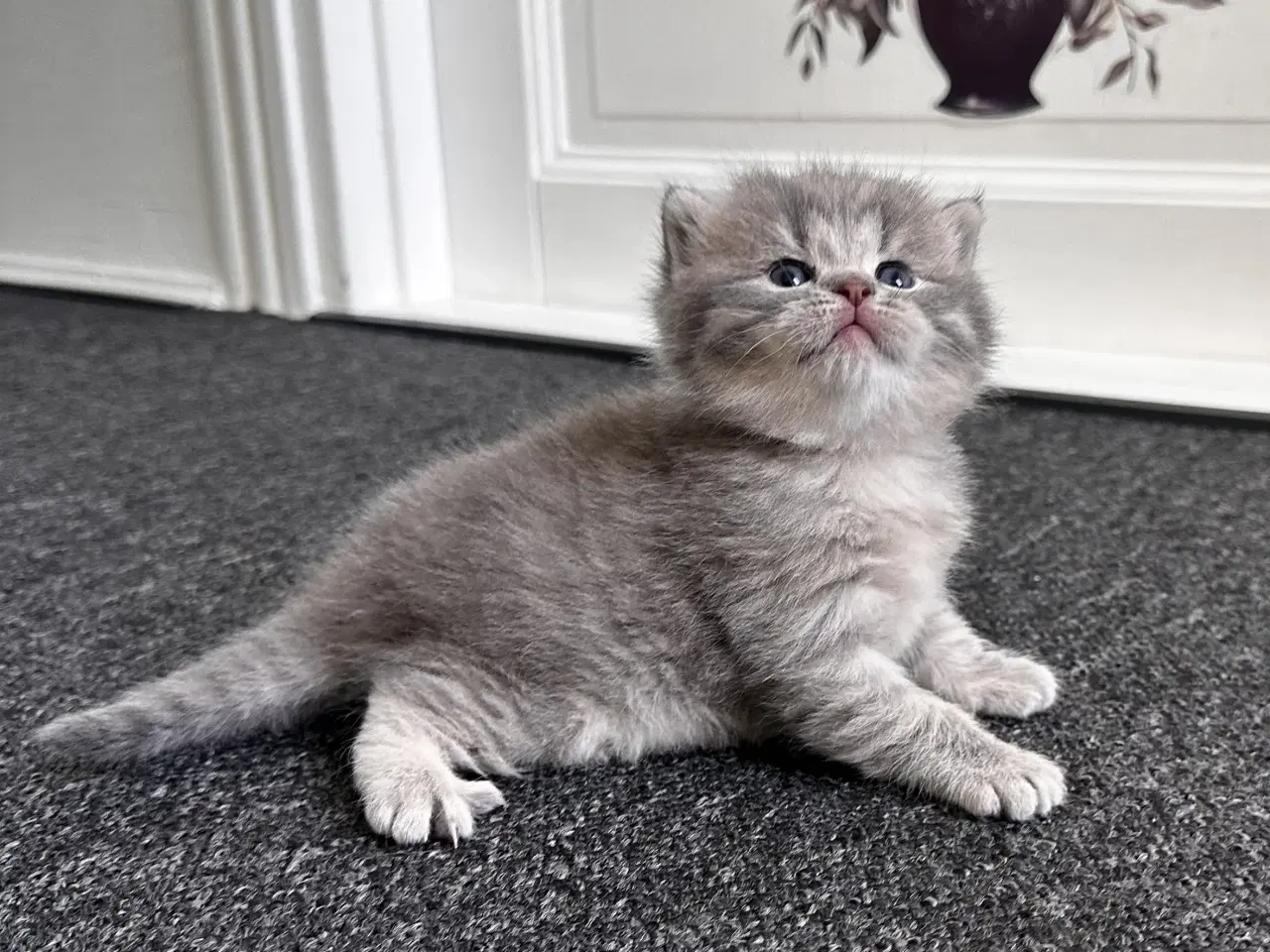 Billede 12 - British shorthair killinger søger hjem