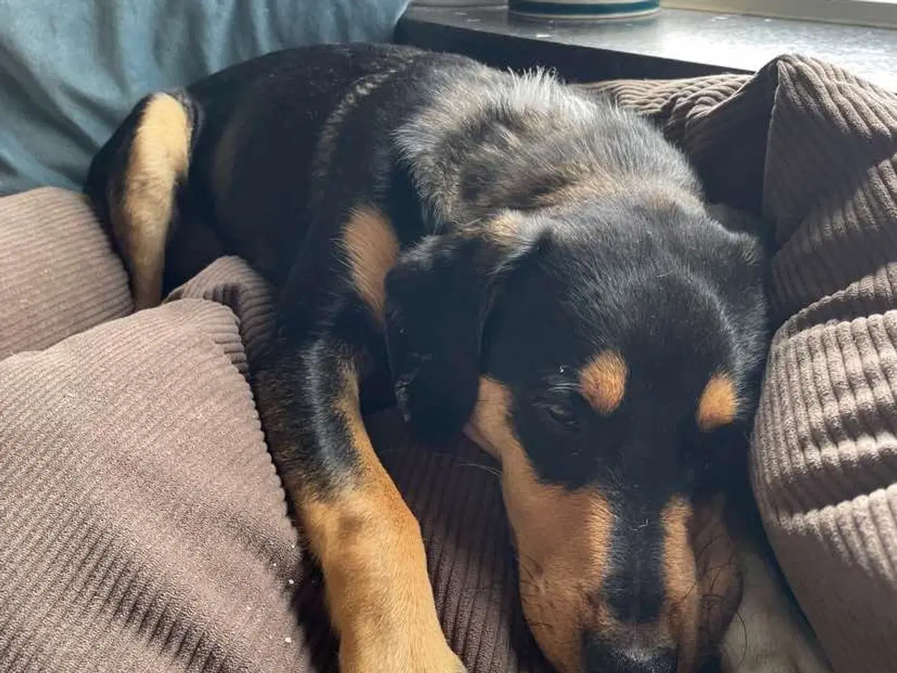 Billede 11 - Søde Charlie til omplacering