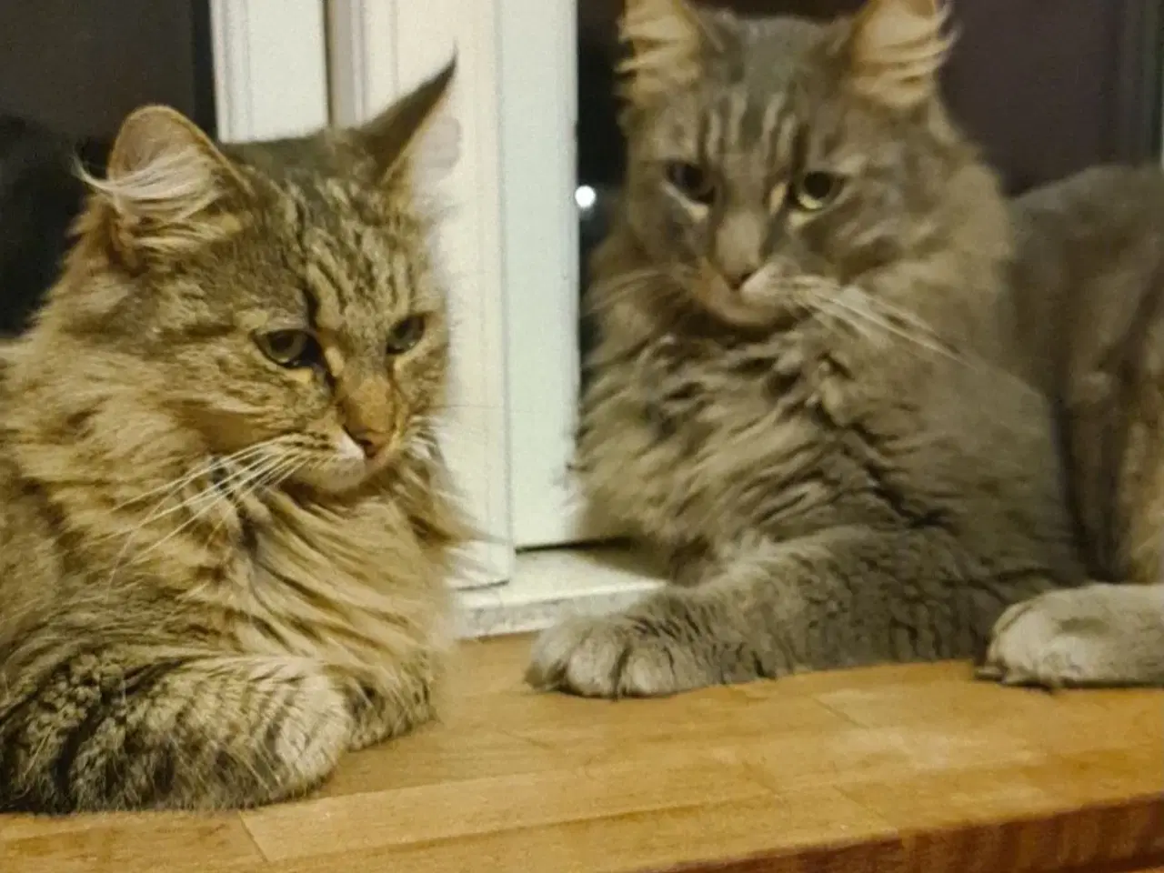 Billede 1 - Skønne katte